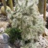 Cylindropuntia_rosea